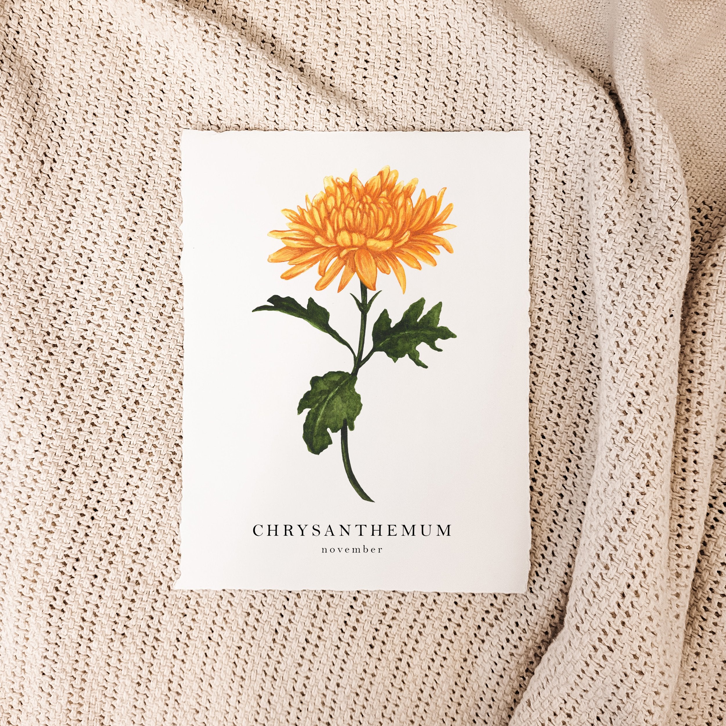 Chrysanthemum November Birth Month Flower Illustration Stock Vector -  Illustration of black, chrysanthemum: 244911083